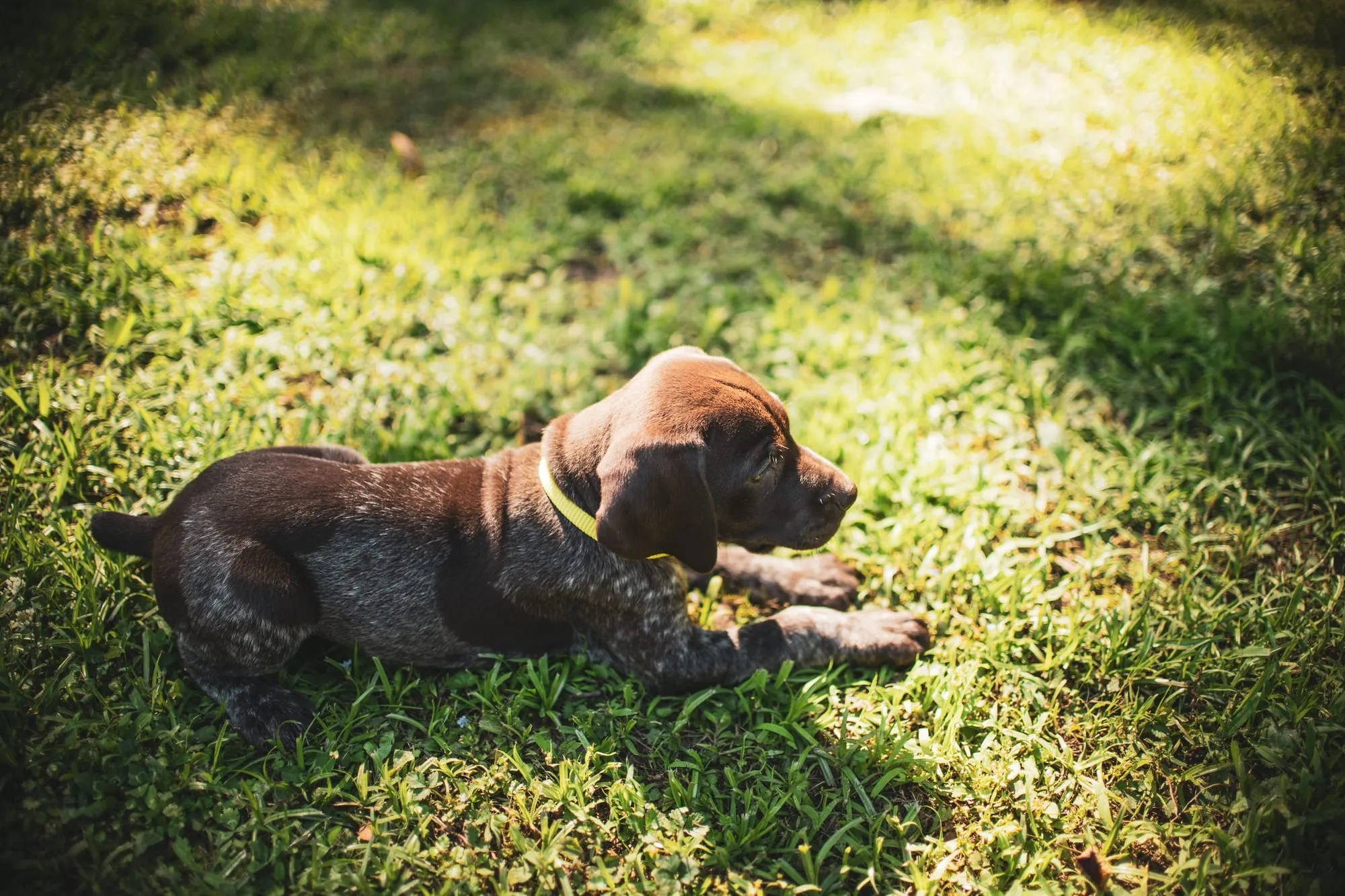 Welpe im Gras