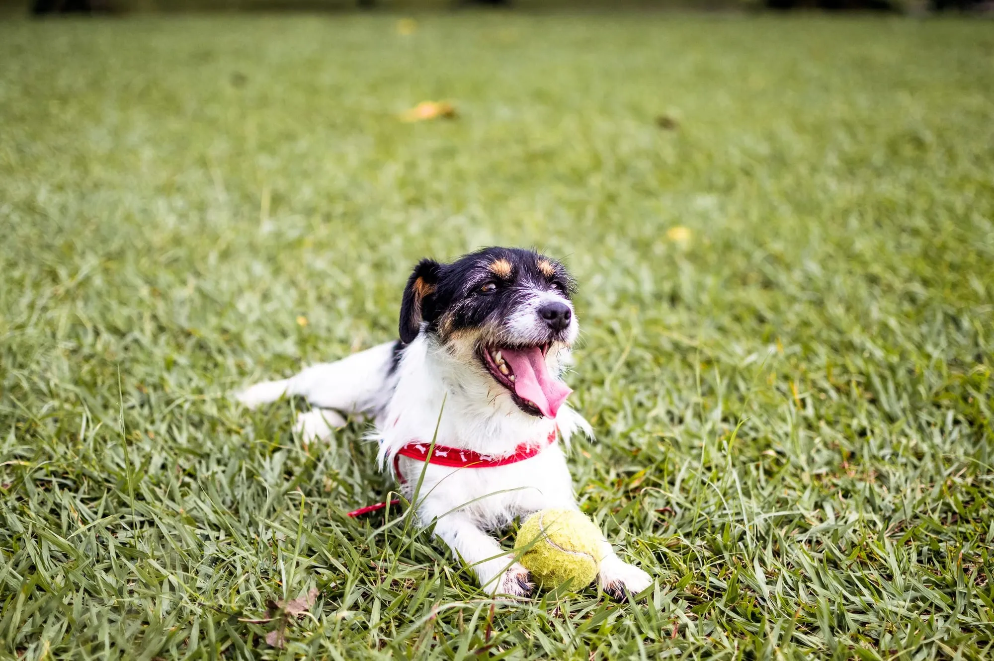 Hund mit Ball