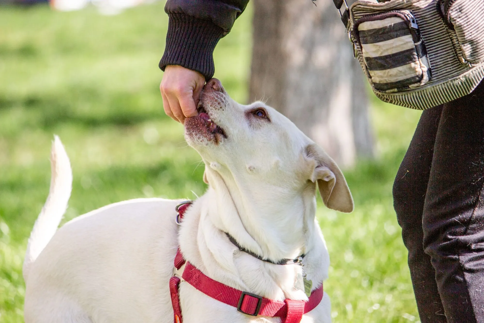 Hund bekommt ein Leckerli aus der Hand