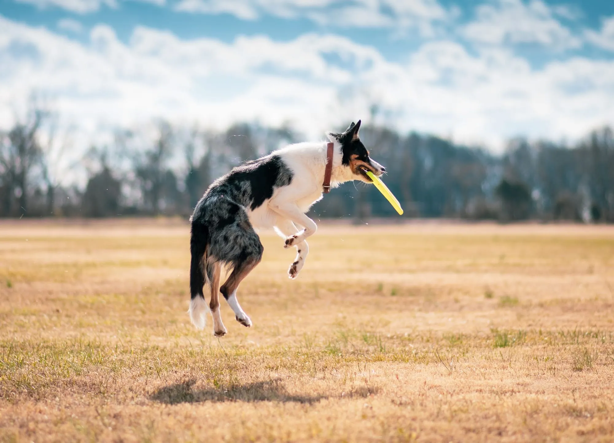 Hund springt auf einer sonnigen Wiese nach einer Frisbee